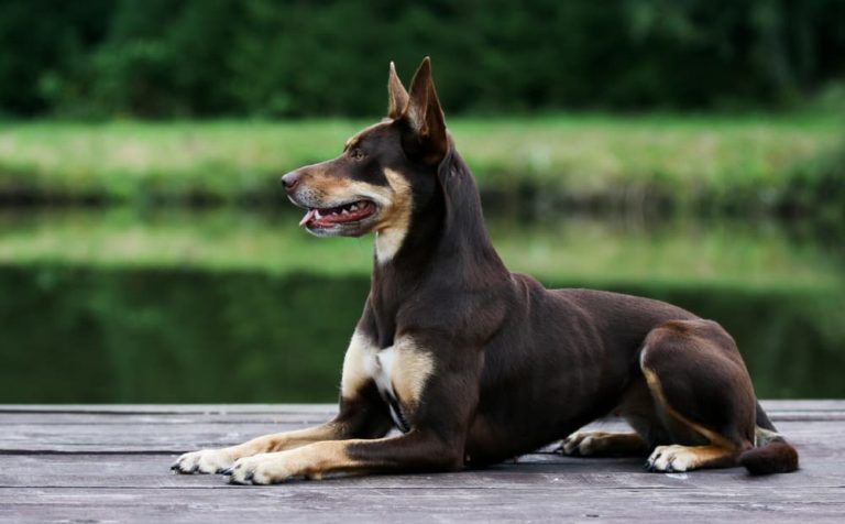 An Australian Kelpie dog
